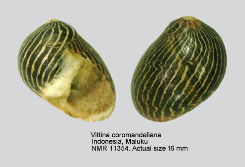 Vittina coromandeliana.jpg - Vittina coromandeliana (G.B.Sowerby,1836)